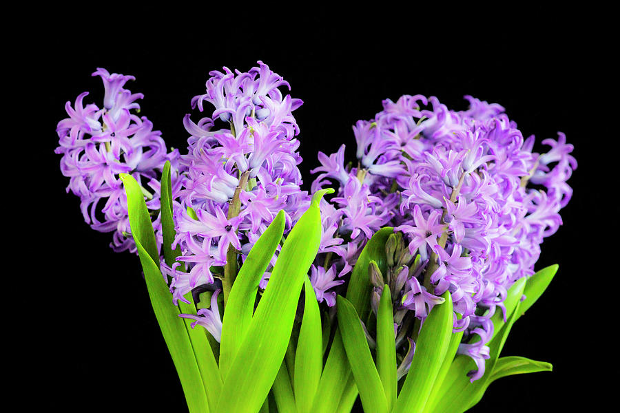 Violet Hyacinths X102 Photograph by Rich Franco