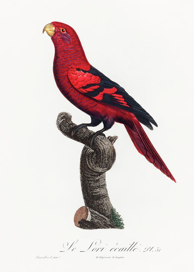 Violet Necked Lory #1 Mixed Media by World Art Collective