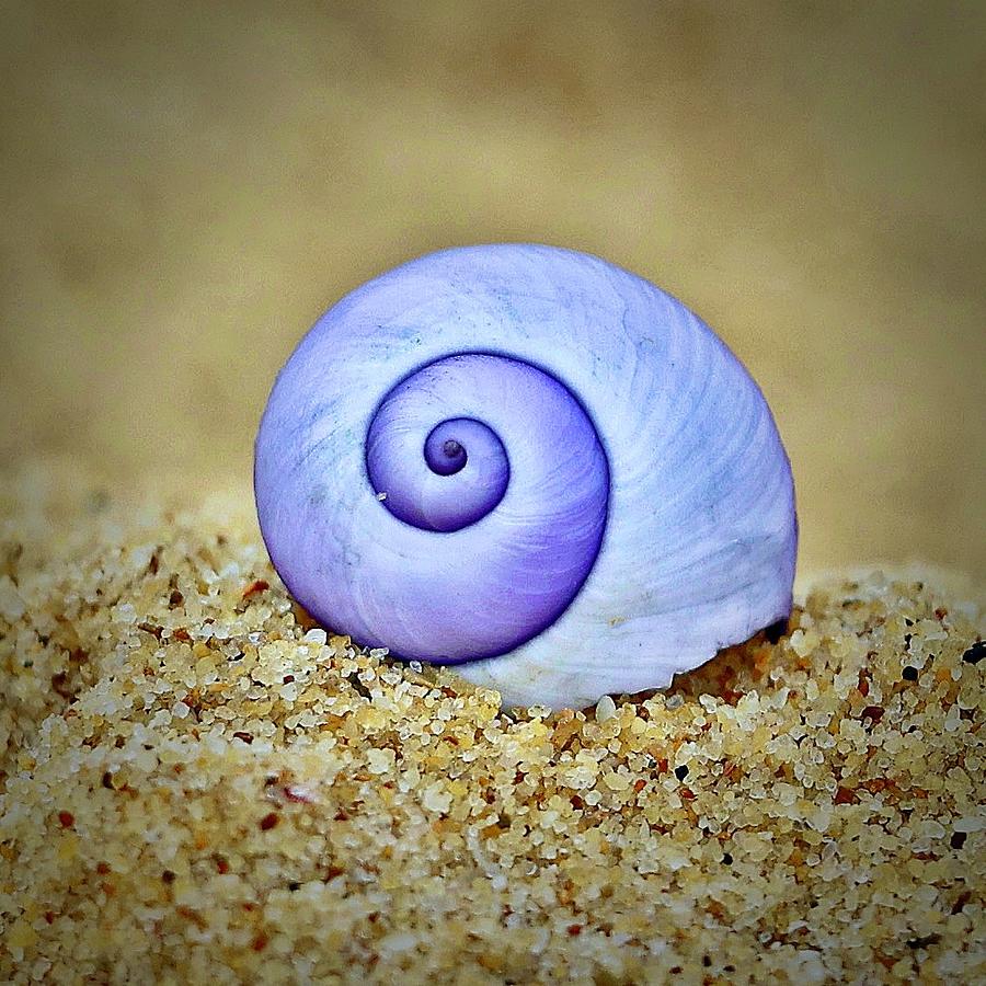 Violet Sea Snail #1 Photograph by Sarah Lilja