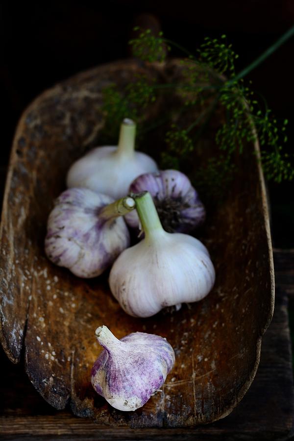 Violet  spring garlic rustic style #1 Photograph by AnnaIleysh