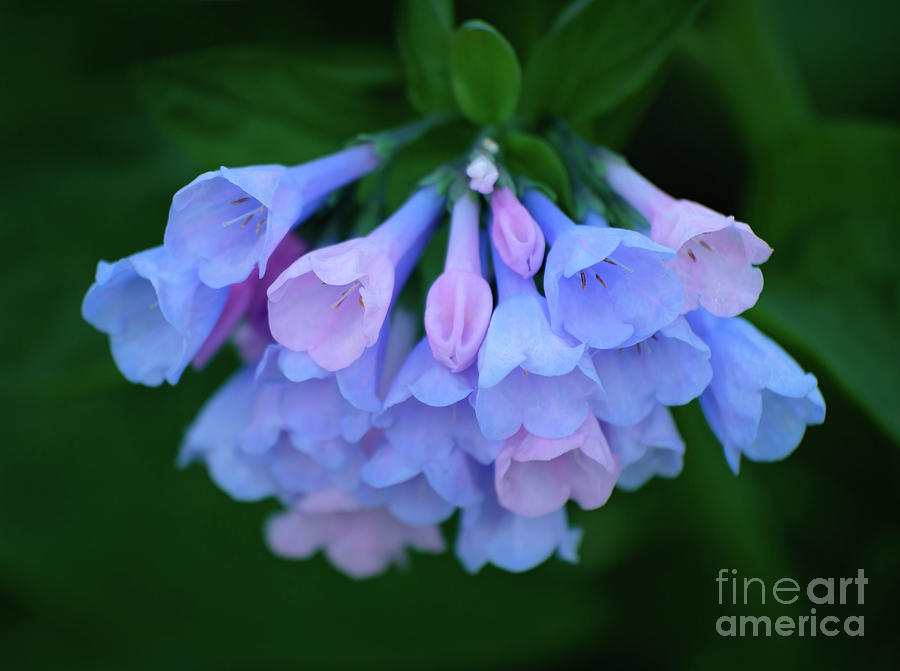 Pink And Blue Virginia Bluebells Photograph