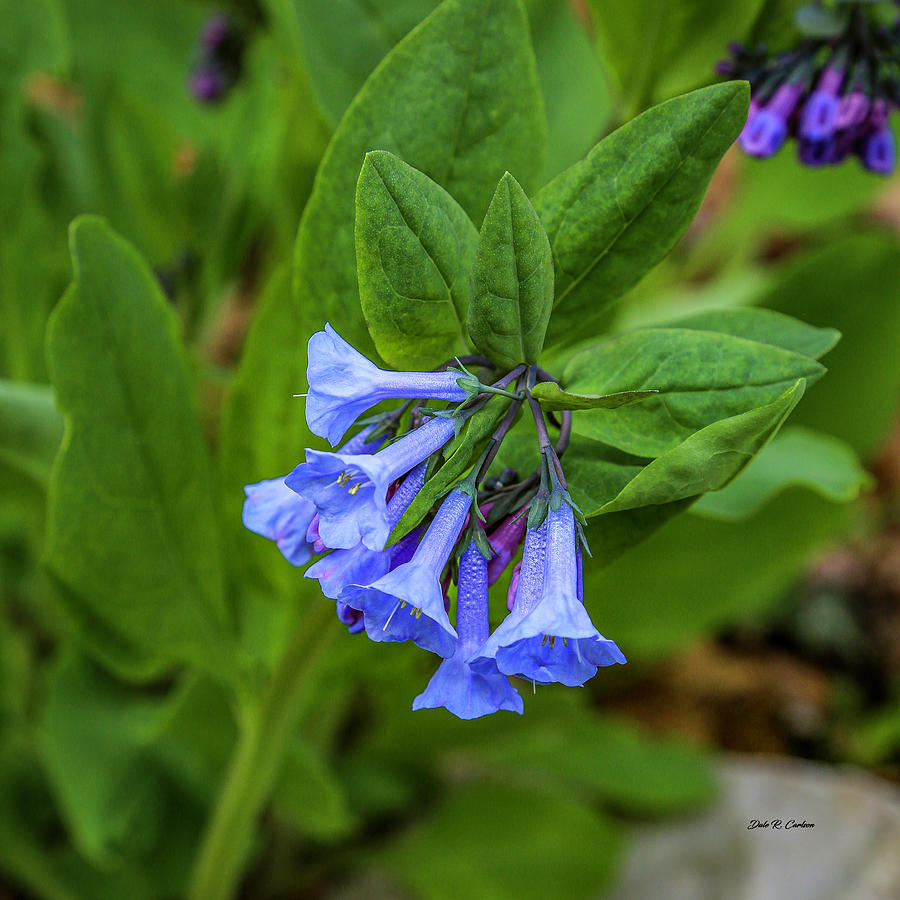 Virginia Bluebells Photograph by Dale R Carlson