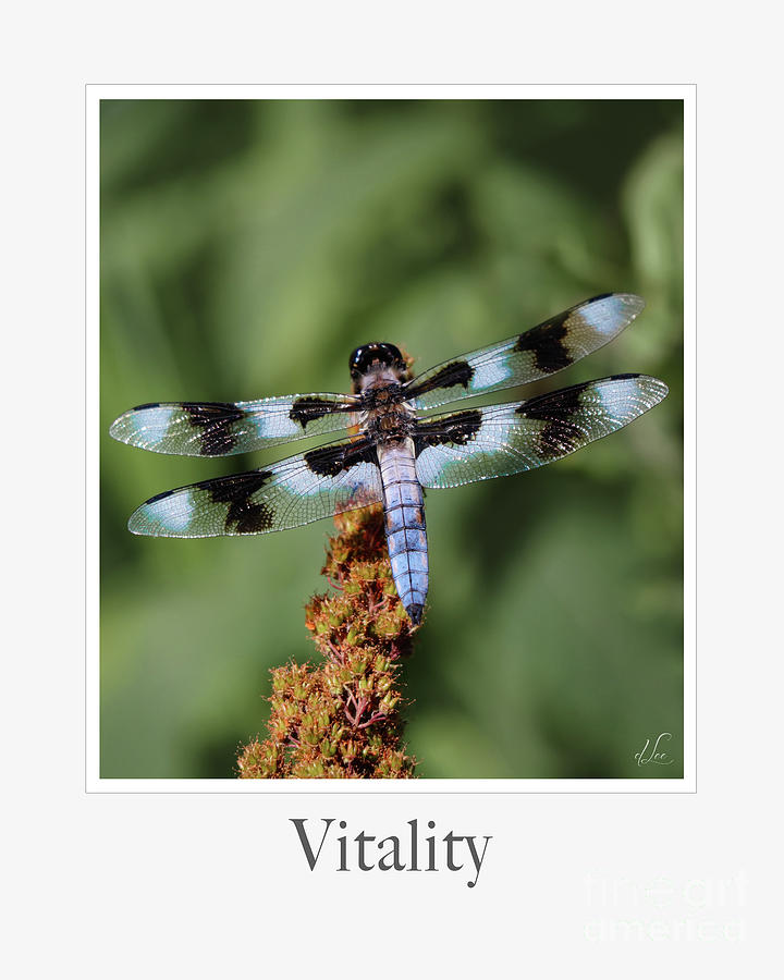Dragonfly Photograph - Vitality by D Lee