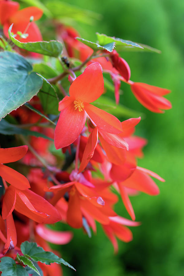 Vivid Red Flowers of Begonia boliviensis Photograph by