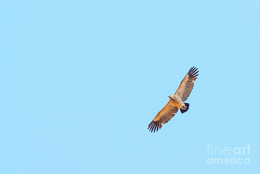 Vulture Flying Overhead #1 Photograph by THP Creative
