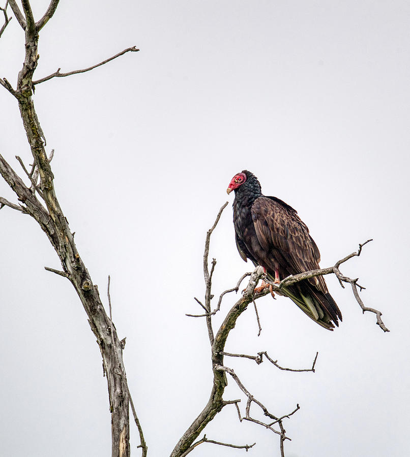 Vulture #1 Photograph by Paul Freidlund