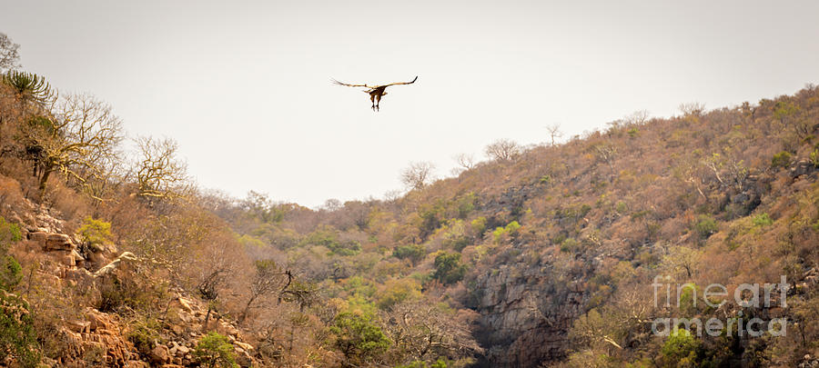 Vulture Soaring #1 Photograph by THP Creative