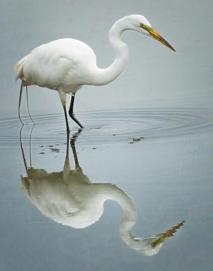 Wading Egret And Reflection Photograph by Gary Slawsky