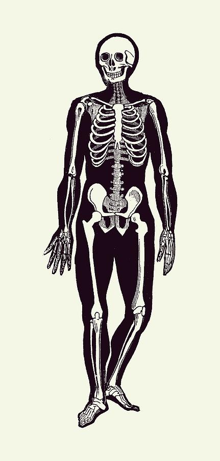 Walking Skeleton - Vintage Anatomy Print 2 #1 Drawing by Vintage Anatomy Prints