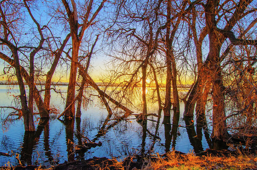 Twisted Trees On Lake at Sunset Photograph by Tom Potter