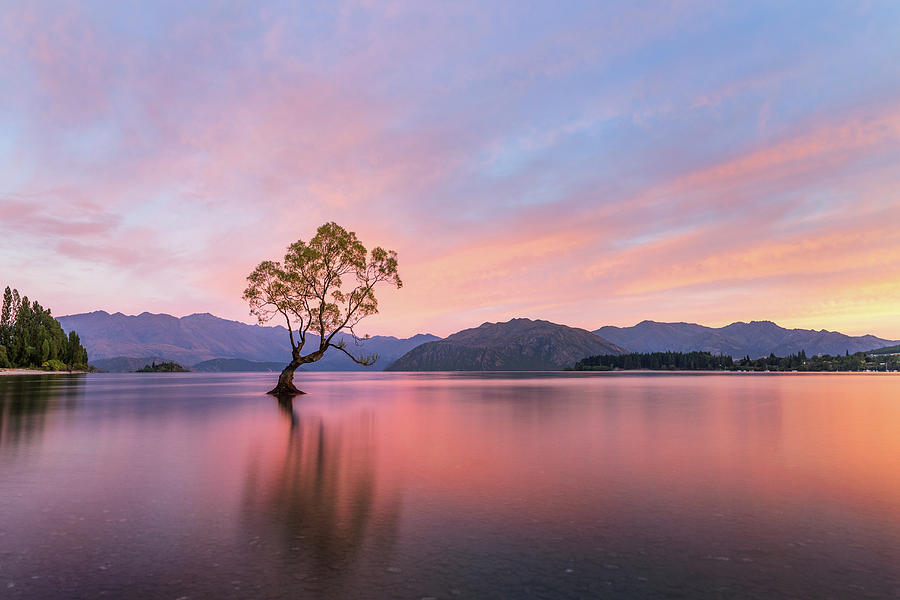 Wanaka Tree Sunrise Photograph by Joshua Small - Fine Art America