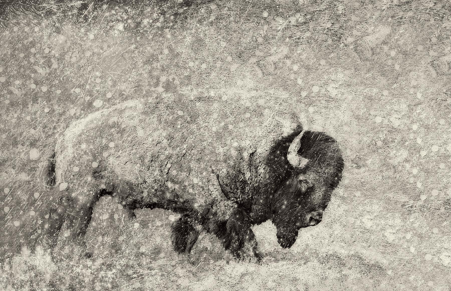 Wandering Lone Buffalo  #1 Digital Art by Sandra Selle Rodriguez