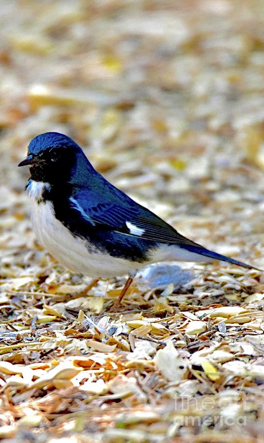 Blue Warbler Digital Art By Tammy Keyes Fine Art America