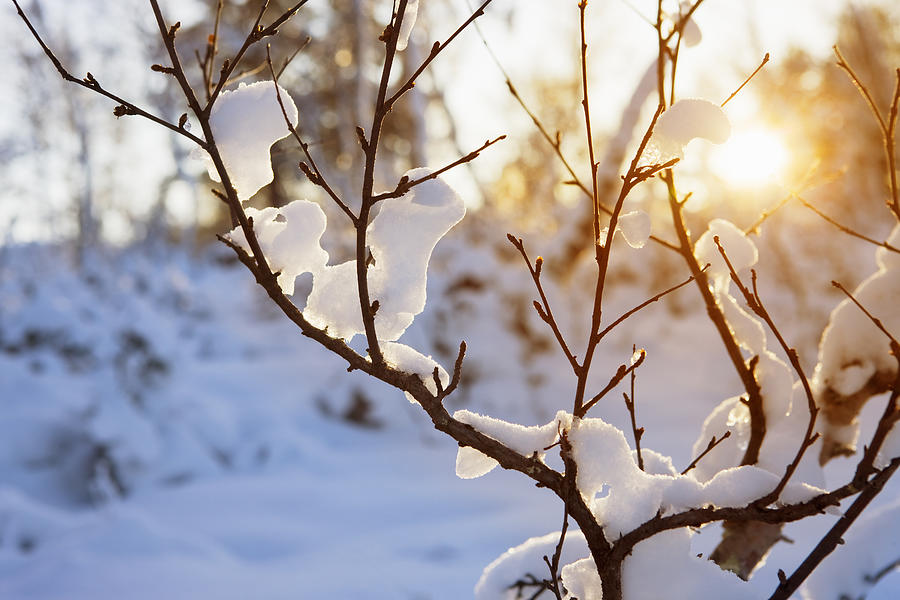Warm winter sun #1 Photograph by Sykkel
