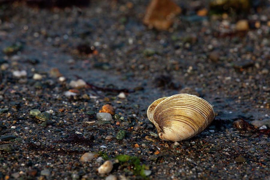 Shell Photograph - Washed Ashore #2 by Karol Livote