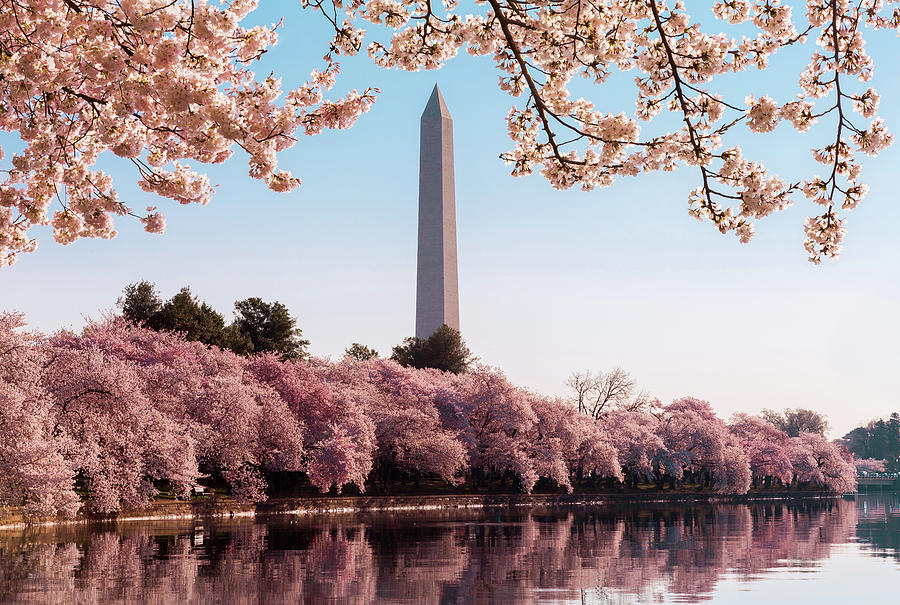 Washington Monument towers above blossoms #1 Photograph by Steven Heap