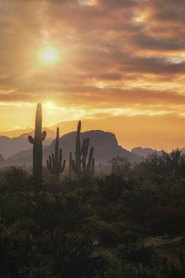 Watching The Sun Rise In The Sonoran #2 Photograph by Saija Lehtonen