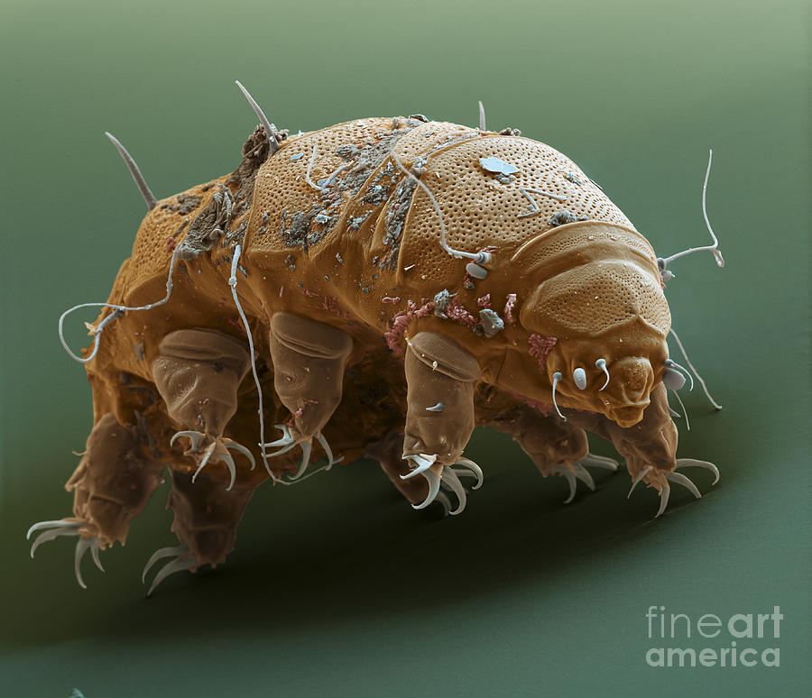 Water Bear #1 Photograph by Eye of Science