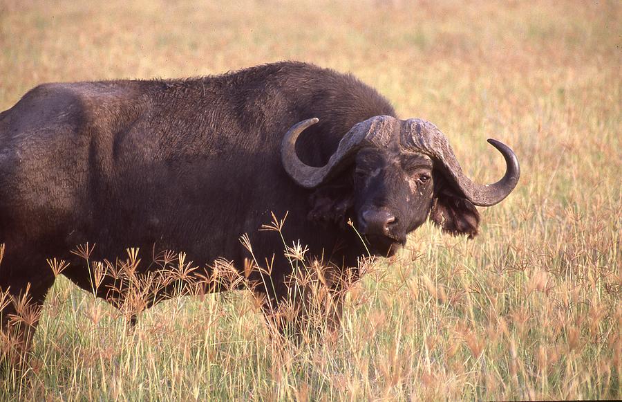 Water Buffalo in Field #1 Photograph by Russel Considine