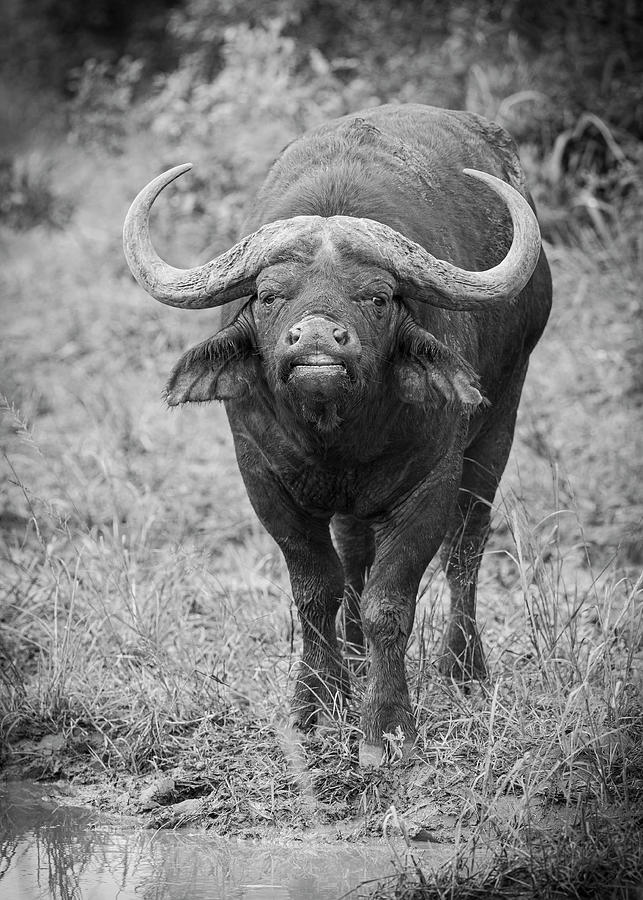 Water Buffalo #1 Photograph by Maresa Pryor-Luzier