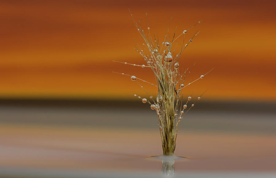 Water Droplets On A Curled Grass At Sunset Photograph