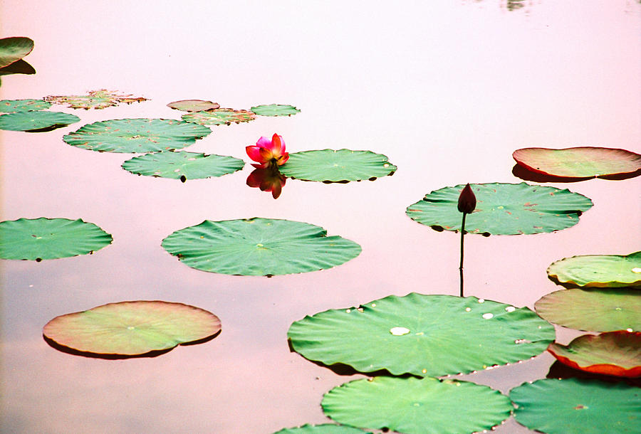 Water Lilies #1 Photograph by Claude Taylor