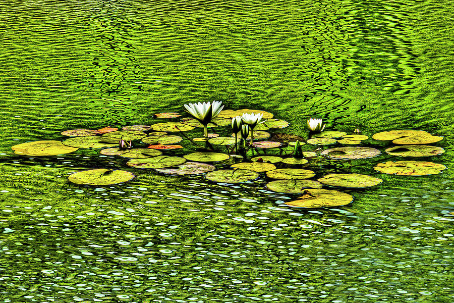 Water Lilies in Ripples #1 Photograph by Morris Asato