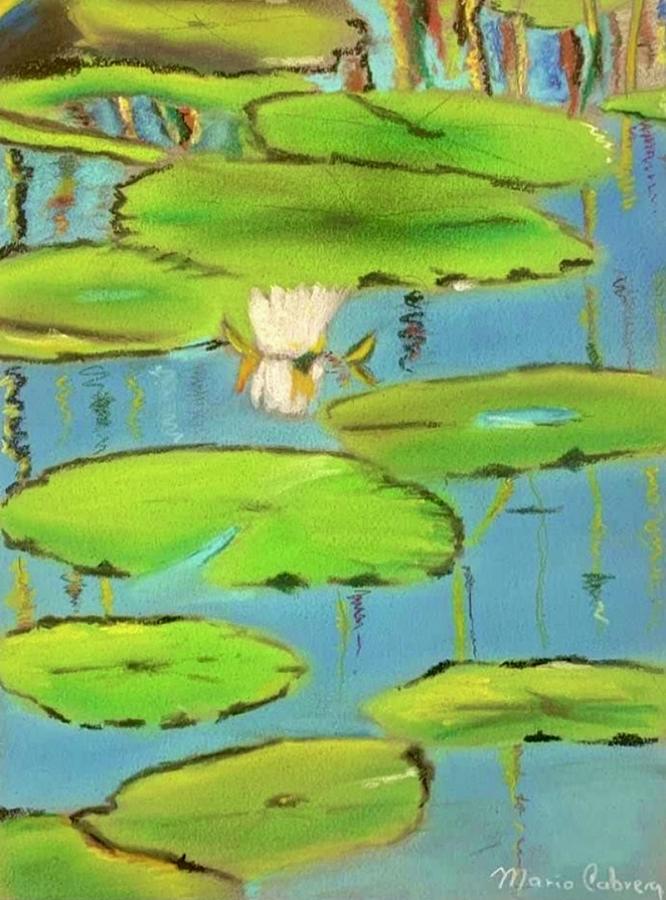 Water Lilies #1 Drawing by Mario Cabrera