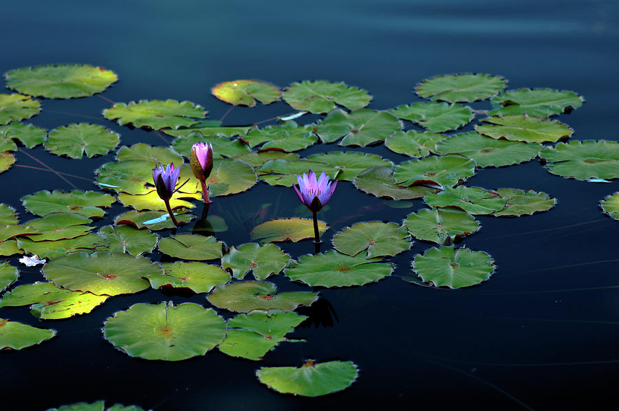 Water lillies #1 Photograph by Doug Wittrock