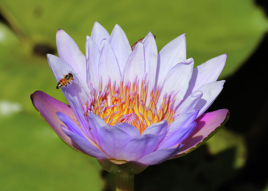 Water Lily at Naples 6 Photograph by David T Wilkinson
