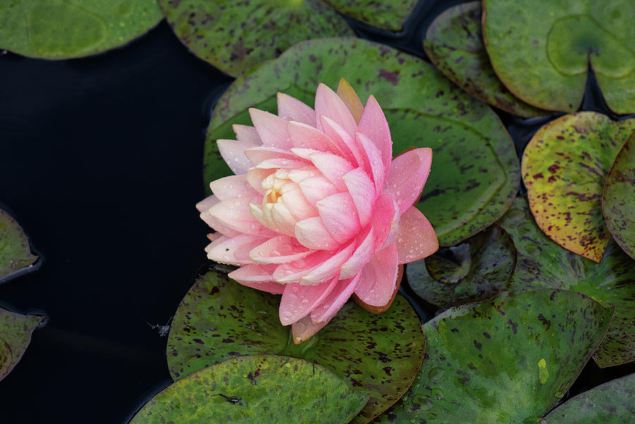 Water Lily #1 Photograph by Doug Wittrock