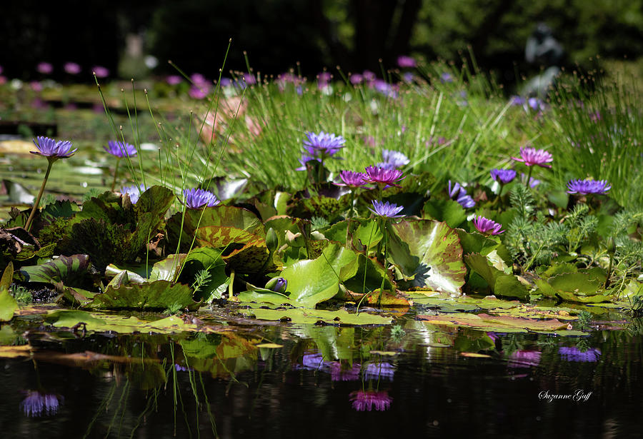 Water Lily Land Photograph