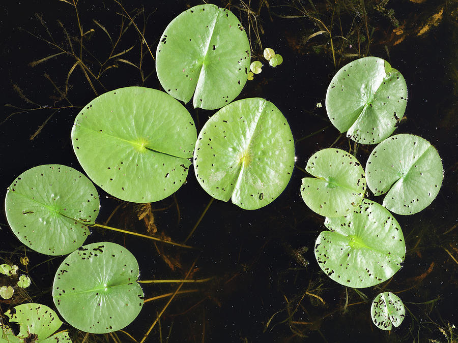 Water Lily Leaves #1 Photograph by Rob Huntley