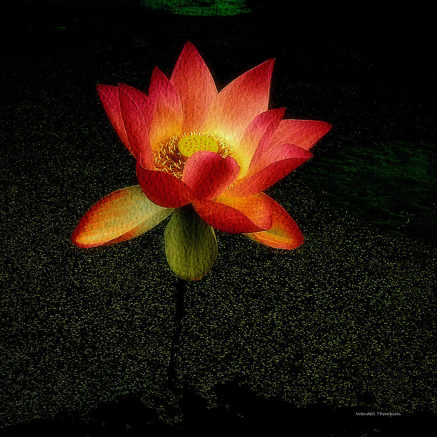 Water Lily #1 Photograph by Wendell Thompson