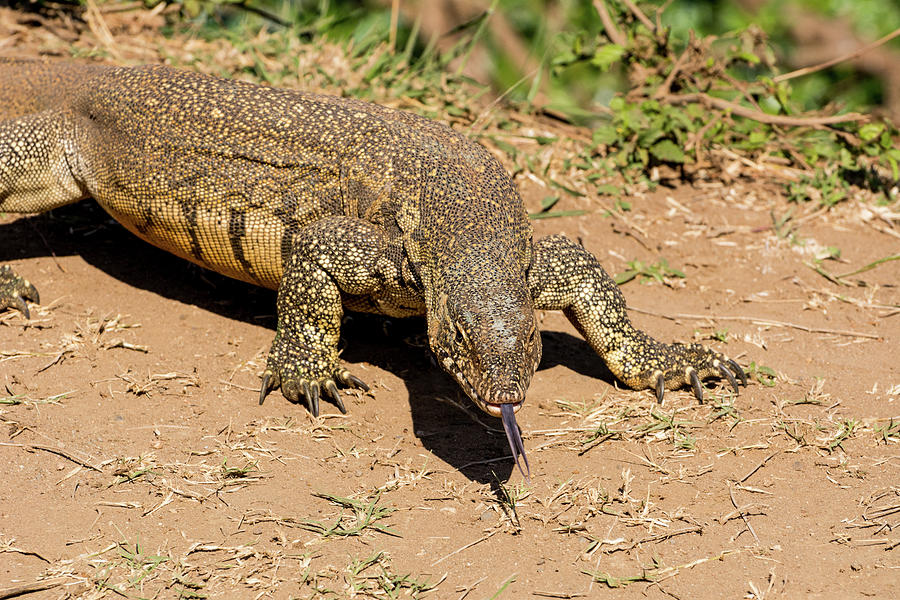 Water Monitor Photograph by Wendy Altona | Pixels