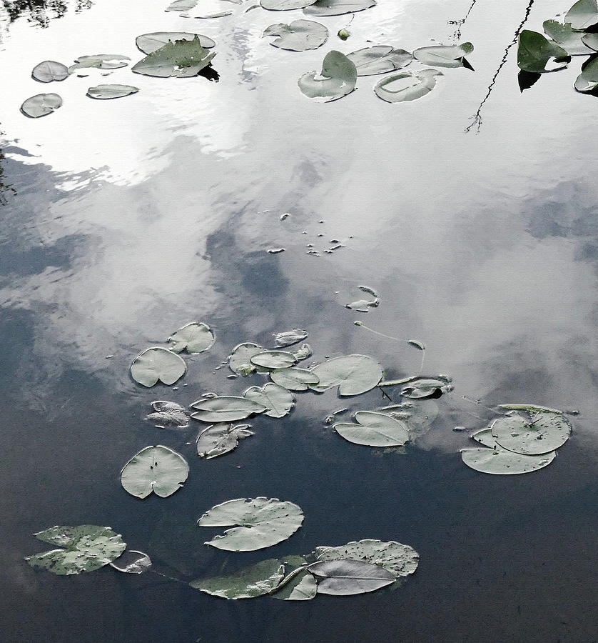 Water Plants and Cloud Reflections Photograph by Sharon Williams Eng