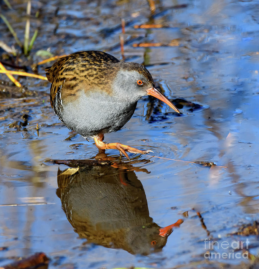 Water Rail #1 Photograph by Colin Rayner