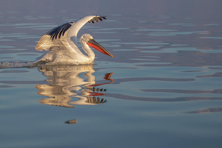 Wildlife Photograph - Water reflection #1 by Jivko Nakev
