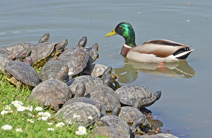 The Ducks and Turtles are Back!