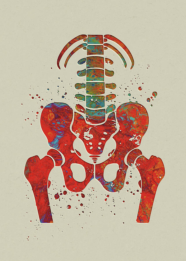 Watercolor Pelvis And Vertebrae Watercolor Print Sacrum Hip Anatomy ...