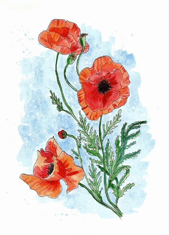 Watercolor Poppies #1 Painting by Masha Batkova