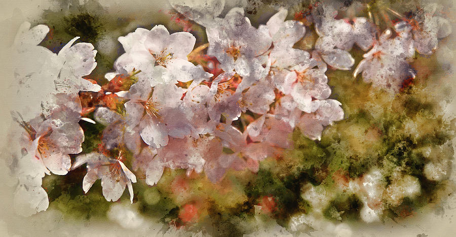 Spring Photograph - Watercolour painting of Beautiful fresh Spring blossom detail #1 by Matthew Gibson