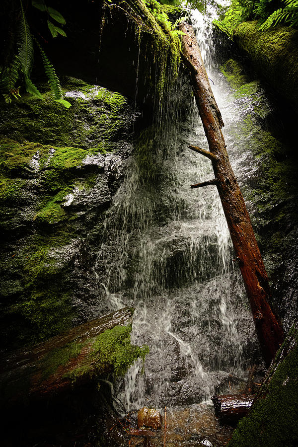 Waterfall With Moss  #1 Photograph by Mike Fusaro