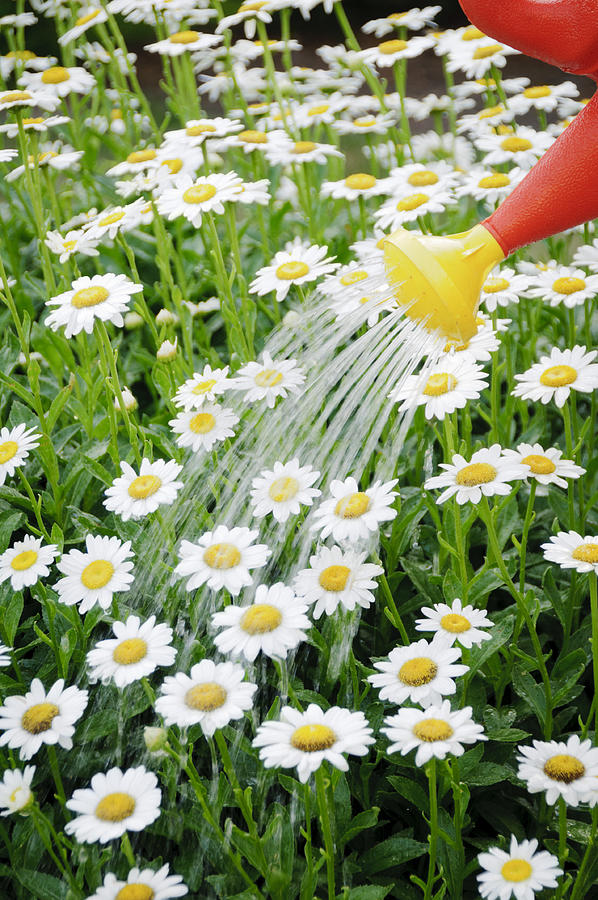 Watering a daisy flower bed #1 Photograph by OGphoto
