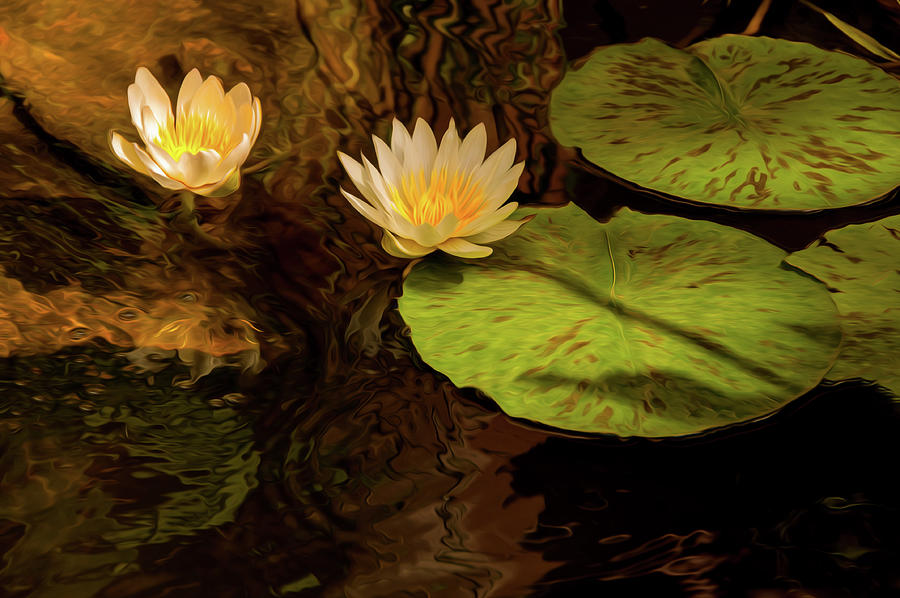 Waterlillies  #1 Photograph by Carolyn DAlessandro