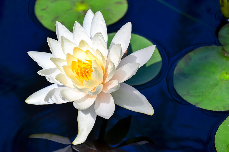 Waterlily #1 Photograph by Elizabeth Nemmers - Fine Art America