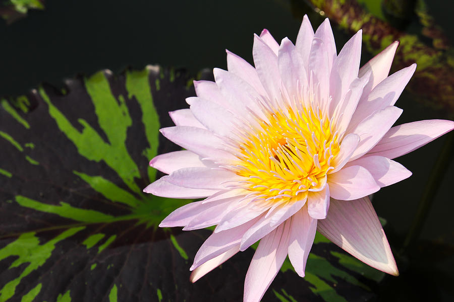Waterlily or Lotus Flower in pond. #1 Photograph by Doraclub