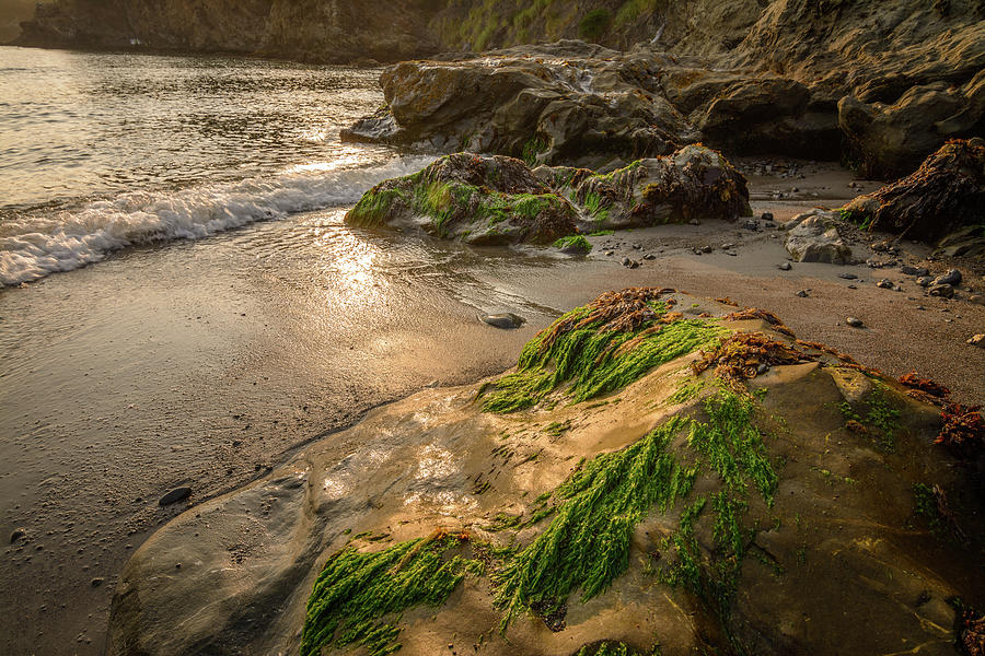 Wave On Rock With Sea Weed At Low Tide,  #1 Photograph by Mike Fusaro