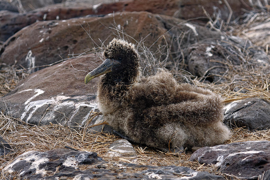 Waved Albatross Chick #2 Photograph by Sally Weigand