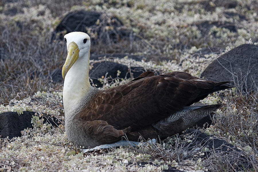 Waved Albatross Side View Photograph by Sally Weigand | Fine Art America